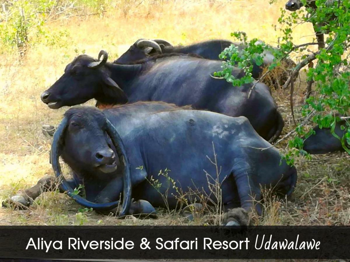 Aliya Riverside & Safari Resort Uda Walawe Extérieur photo